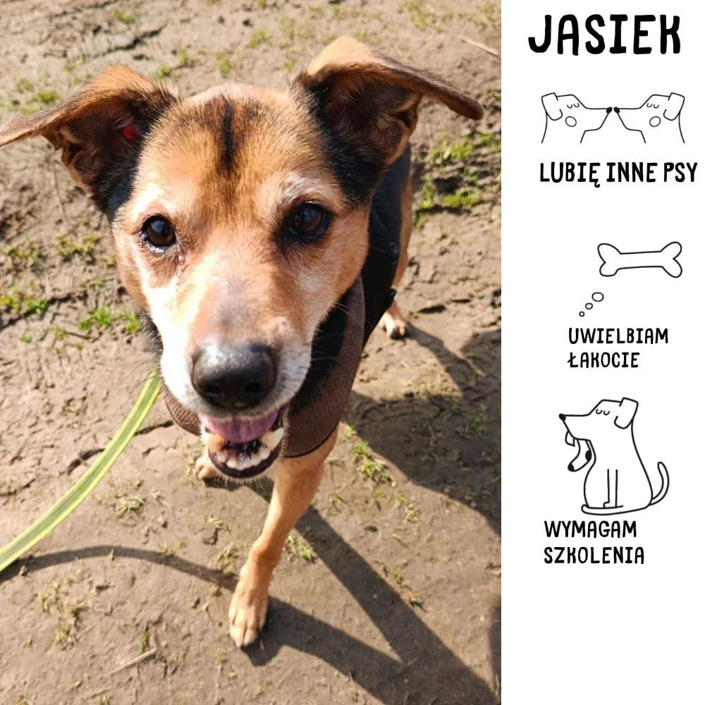 Jasiek, Mixed Breed for adoption at Schronisko Zabrze, Zabrze