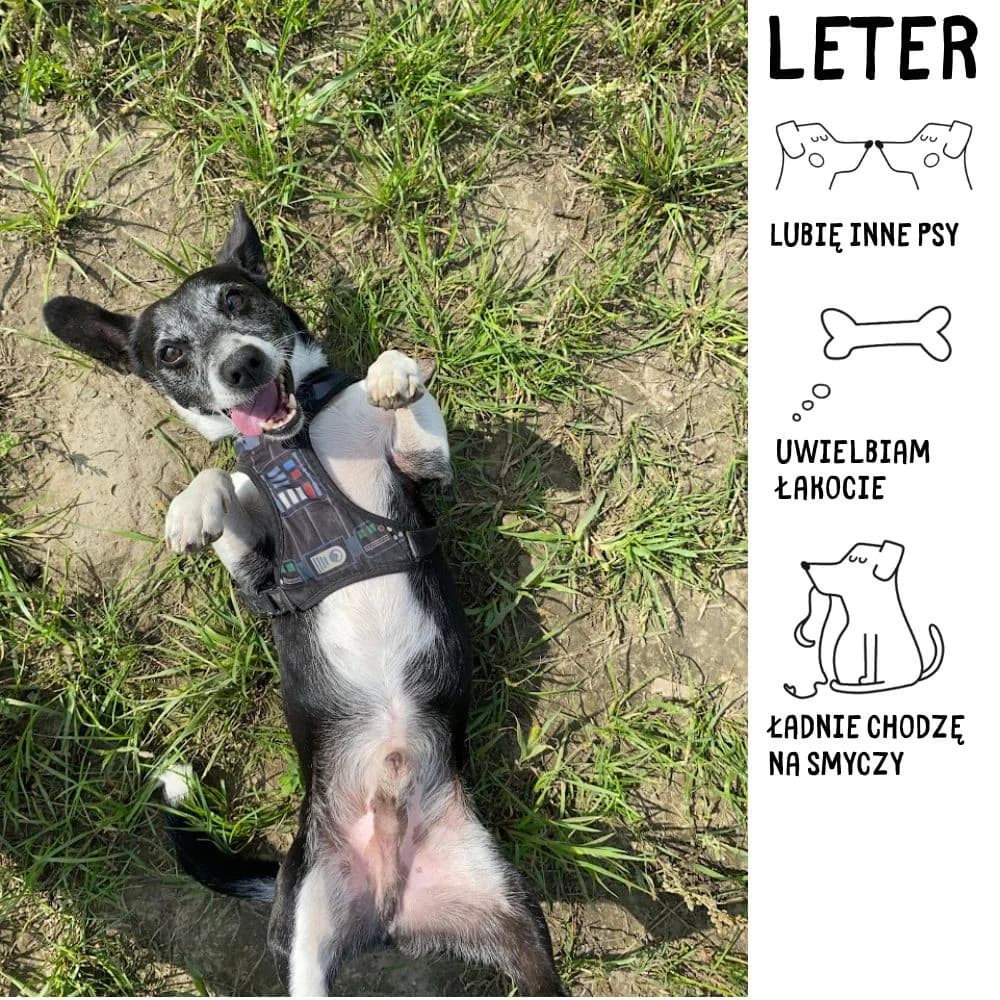 Leter, Mixed Breed for adoption at Schronisko Zabrze, Zabrze