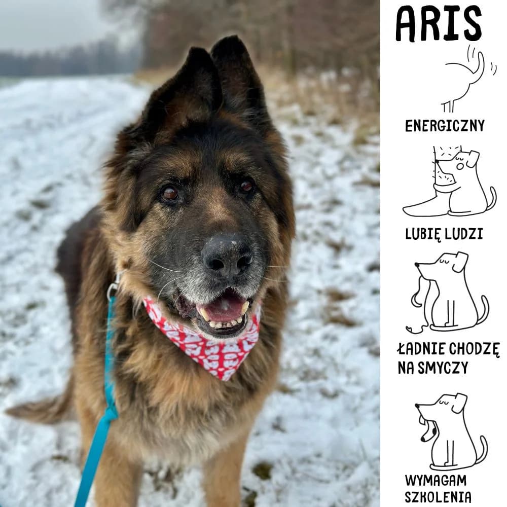 Aris,  senior Mixed Breed for adoption at Schronisko Zabrze, Zabrze