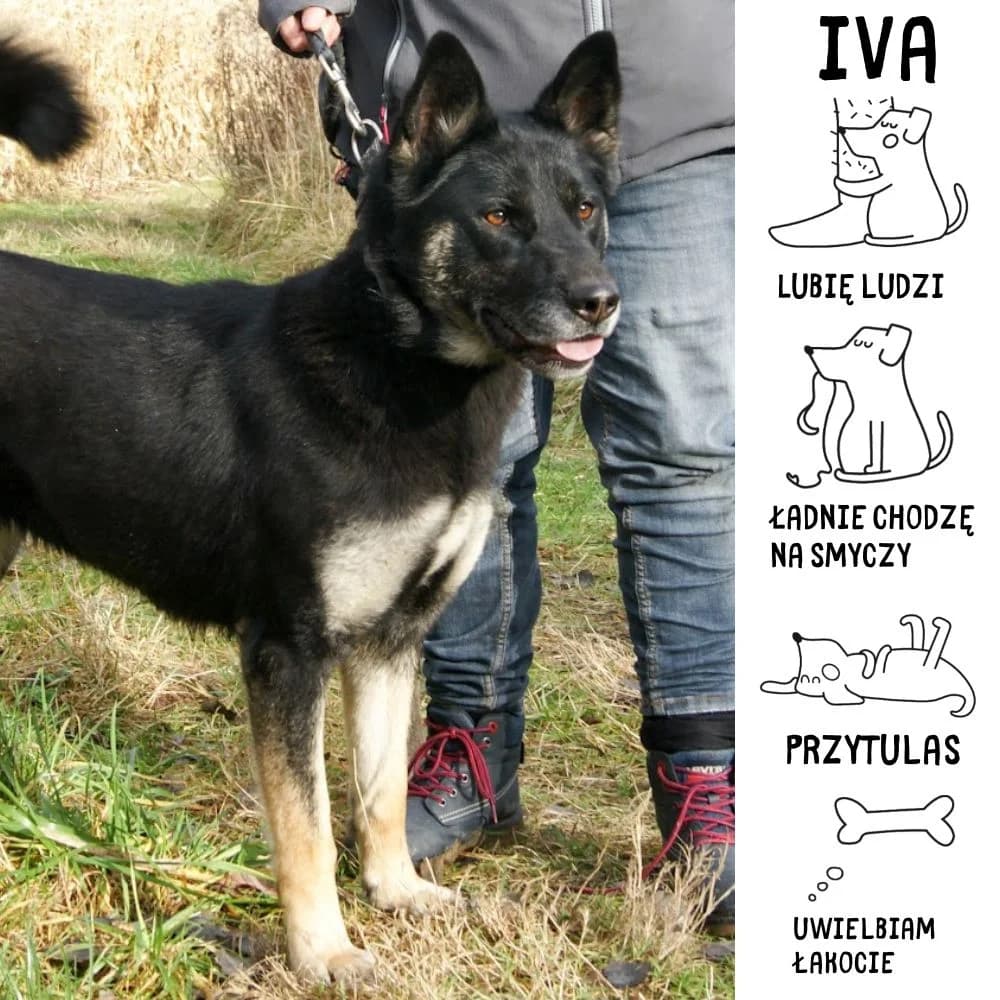 Iva, female Mixed Breed for adoption at Schronisko Zabrze, Zabrze