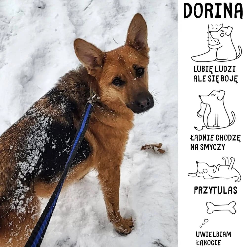 Dorina, female Mixed Breed for adoption at Schronisko Zabrze, Zabrze