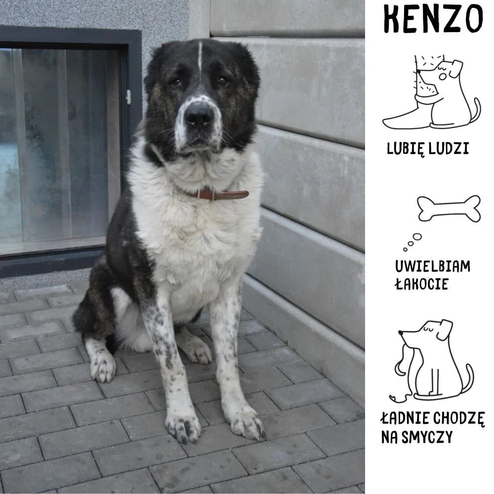 Kenzo, male Mixed Breed for adoption at Schronisko Zabrze, Zabrze