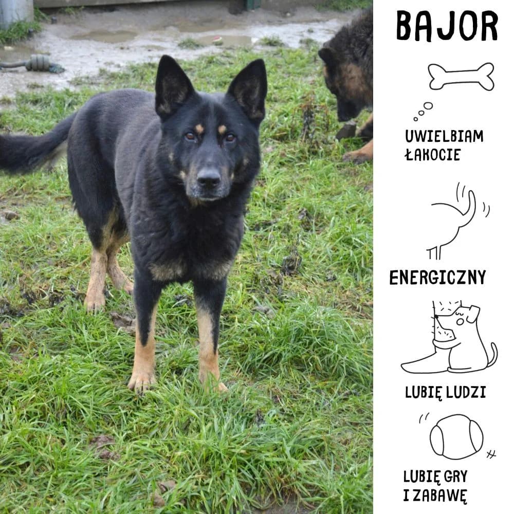 Bajor, male puppy Mixed Breed for adoption at Schronisko Zabrze, Zabrze