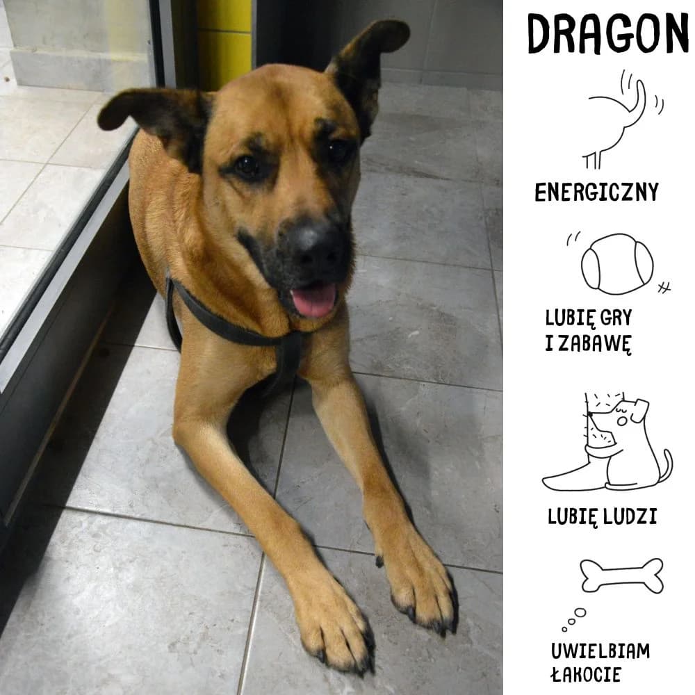 Dragon, male Mixed Breed for adoption at Schronisko Zabrze, Zabrze