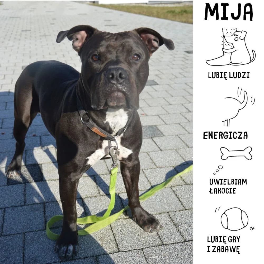 Mija, female Staffordshire Bull Terrier for adoption at Schronisko Zabrze, Zabrze