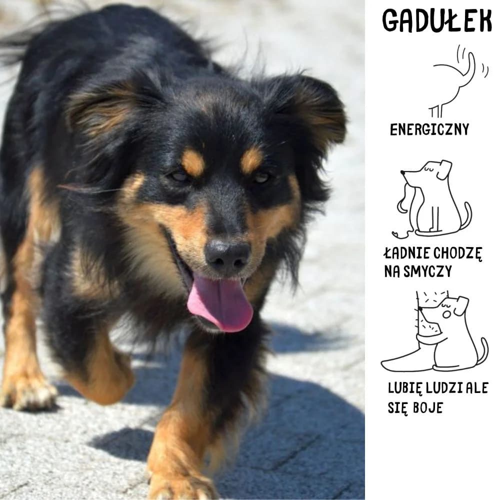 Gadułek, Mixed Breed for adoption at Schronisko Zabrze, Zabrze