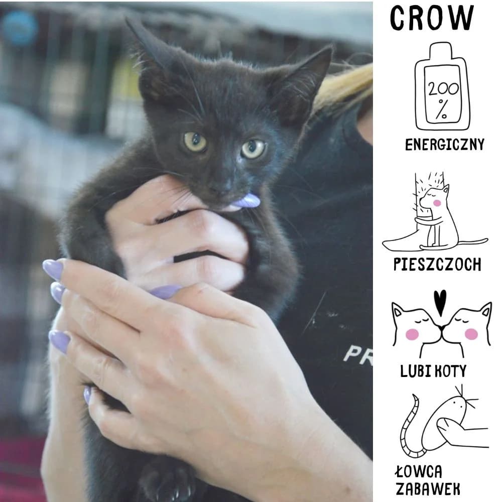 Crow, Mixed Breed for adoption at Schronisko Zabrze, Zabrze