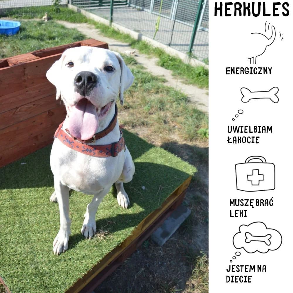 Herkules, male Mixed Breed for adoption at Schronisko Zabrze, Zabrze