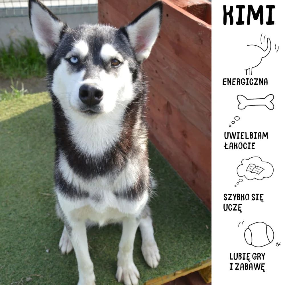 Kimi, female Mixed Breed for adoption at Schronisko Zabrze, Zabrze