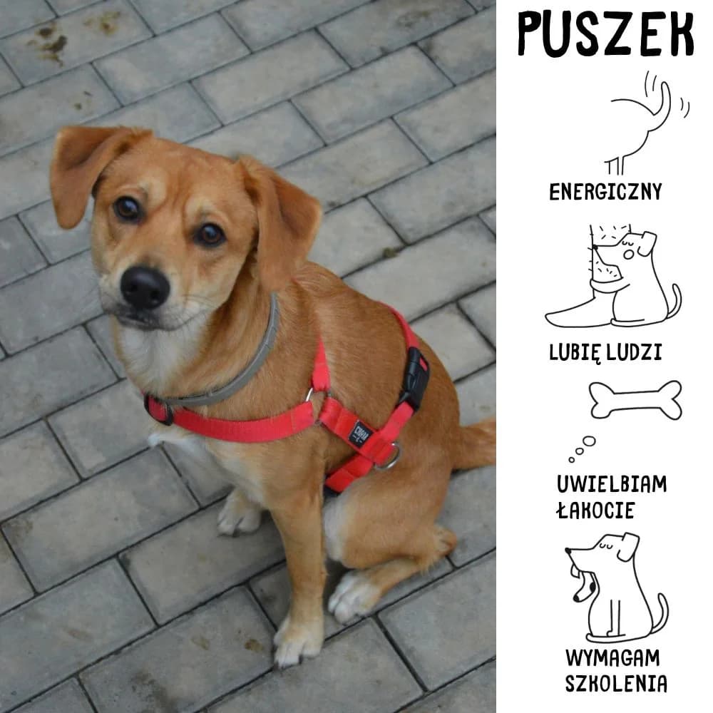 Puszek, male Mixed Breed for adoption at Schronisko Zabrze, Zabrze