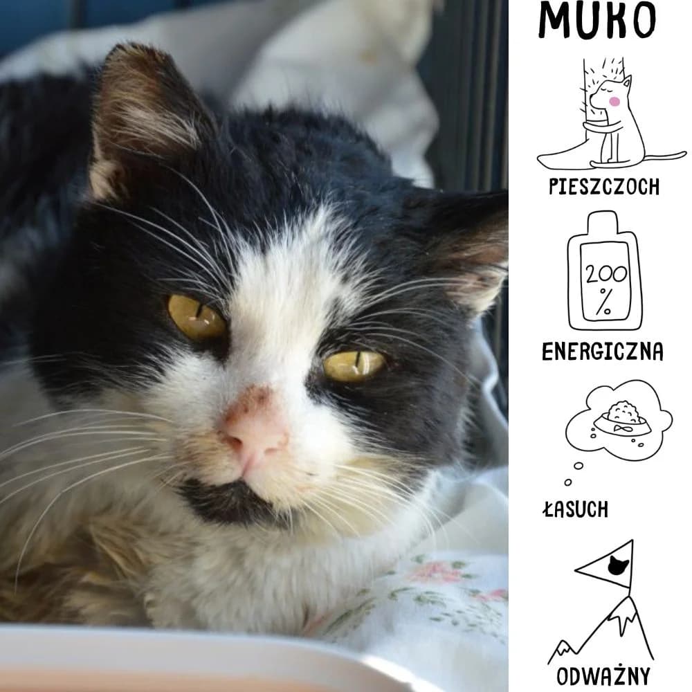 Muko, Mixed Breed for adoption at Schronisko Zabrze, Zabrze