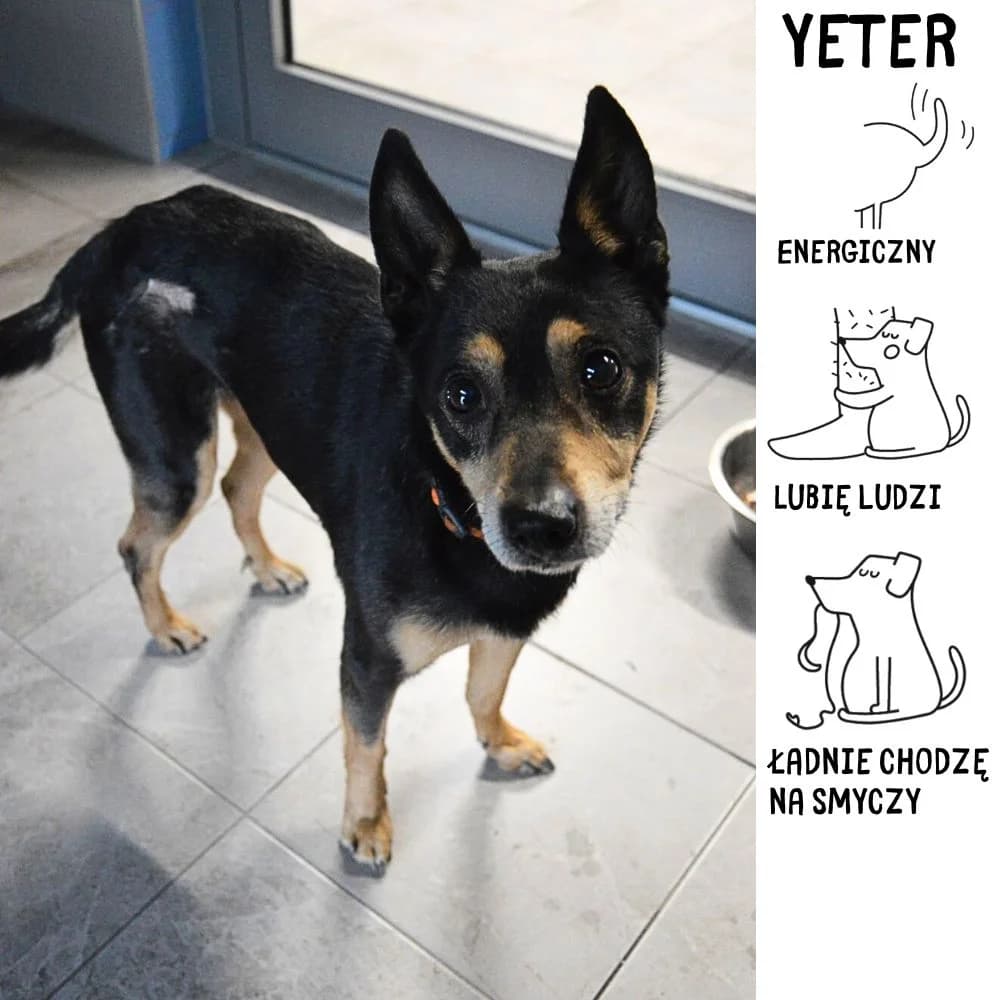 Yeter, female Mixed Breed for adoption at Schronisko Zabrze, Zabrze