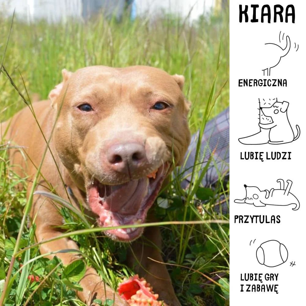 Kiara,  Pit Bull Terrier for adoption at Schronisko Zabrze, Zabrze