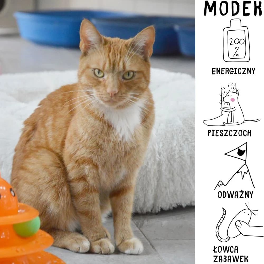Modek, male Mixed Breed for adoption at Schronisko Zabrze, Zabrze
