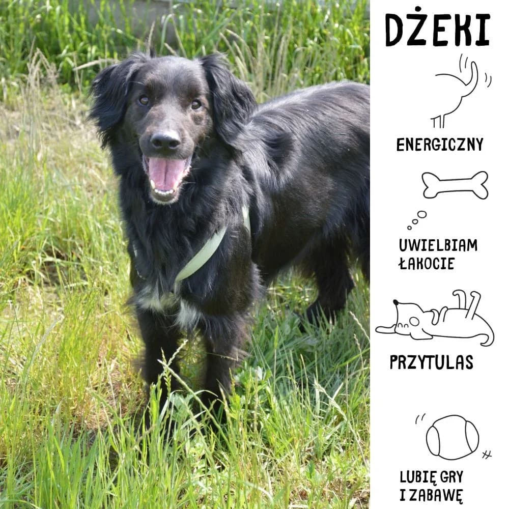 Dżeki, 4yo Mixed Breed for adoption at Schronisko Zabrze, Zabrze