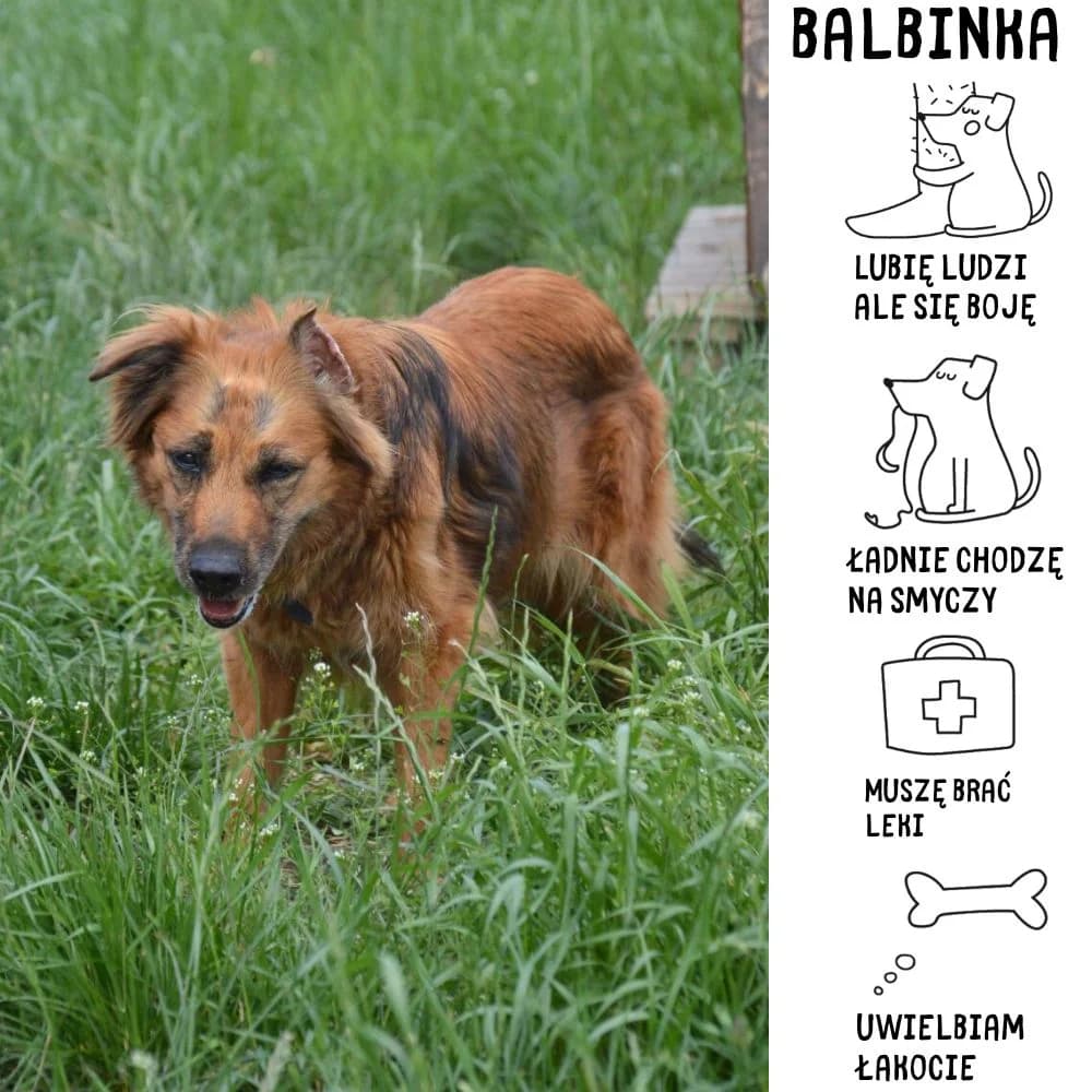 Balbinka,  Mixed Breed for adoption at Schronisko Zabrze, Zabrze