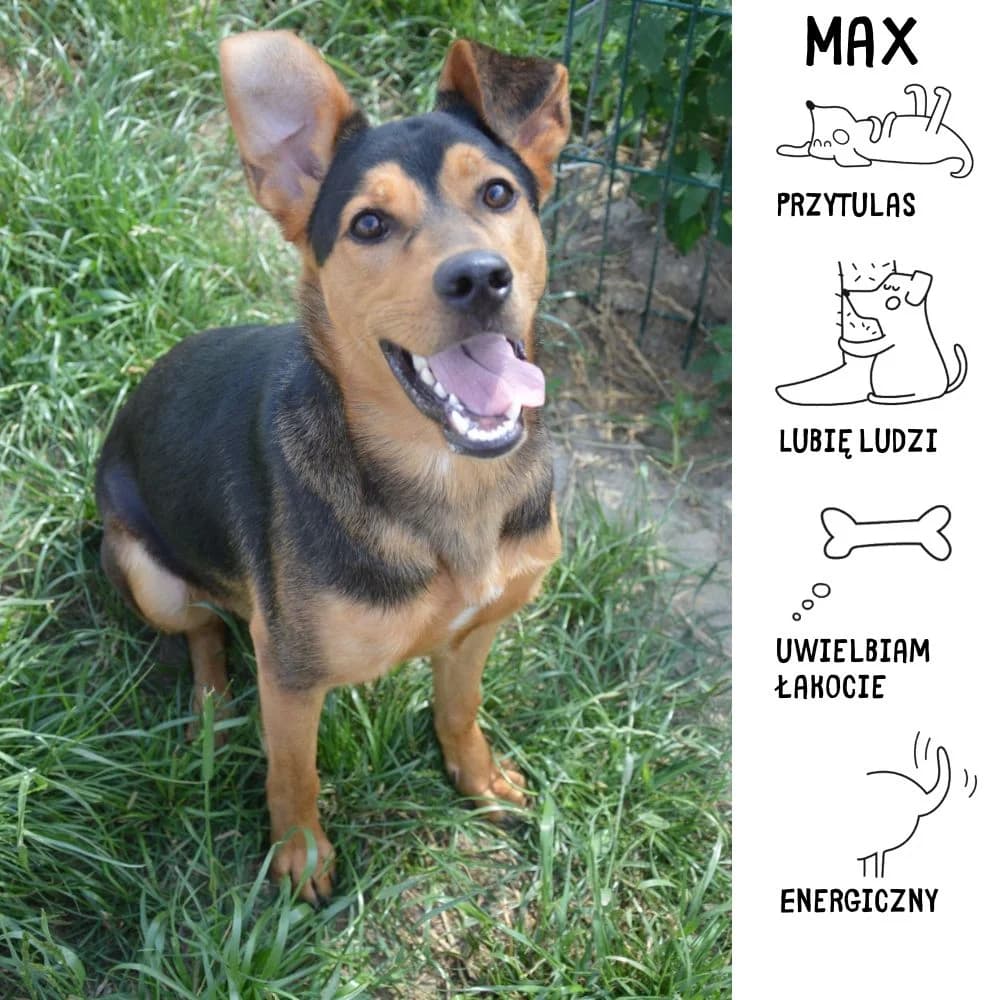 Max, male young Mixed Breed for adoption at Schronisko Zabrze, Zabrze
