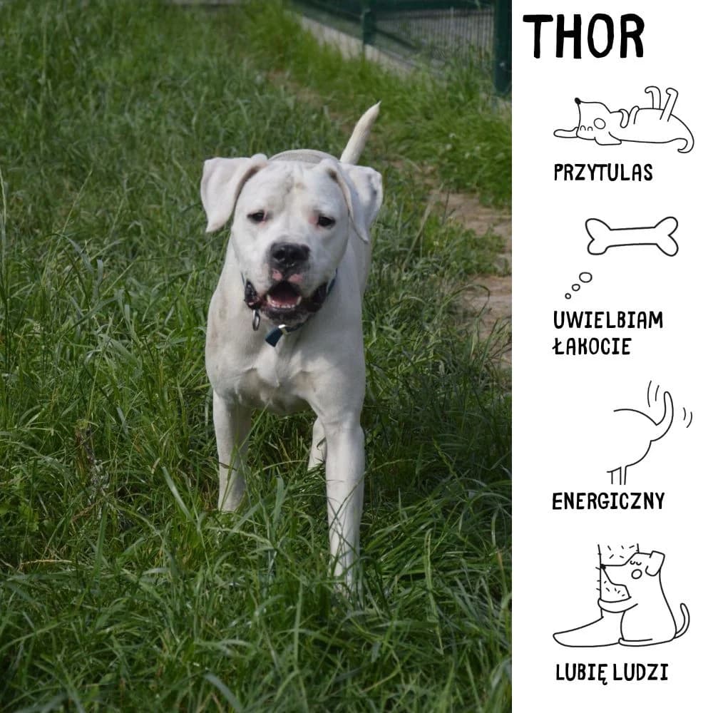 Thor, male 4yo Mixed Breed for adoption at Schronisko Zabrze, Zabrze
