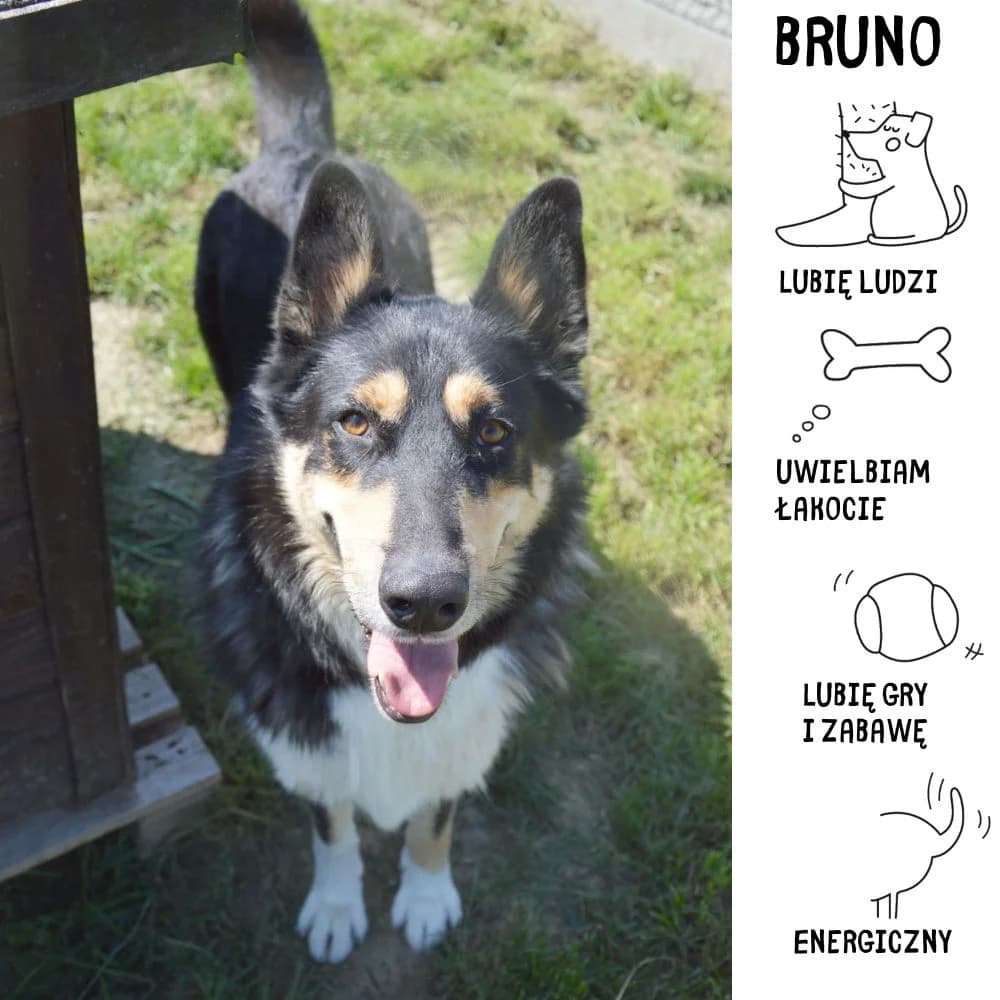 Bruno, male Mixed Breed for adoption at Schronisko Zabrze, Zabrze