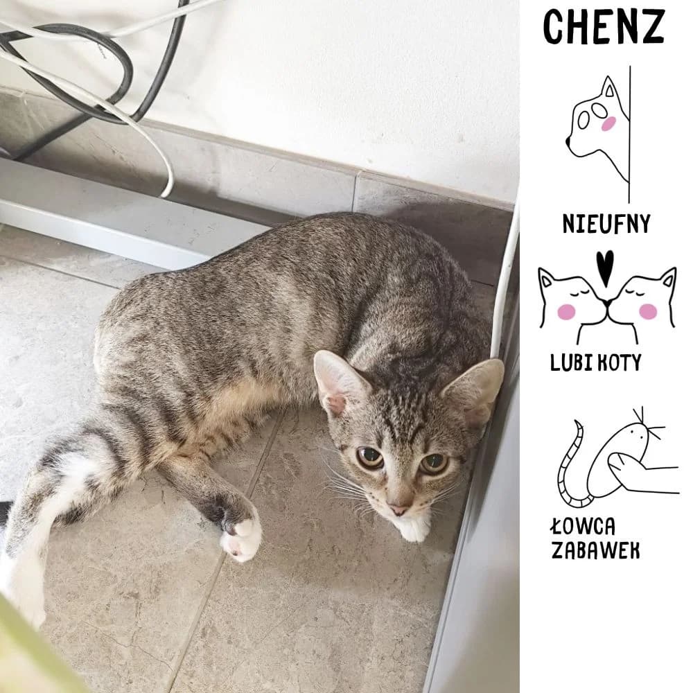 Chenz, Mixed Breed for adoption at Schronisko Zabrze, Zabrze
