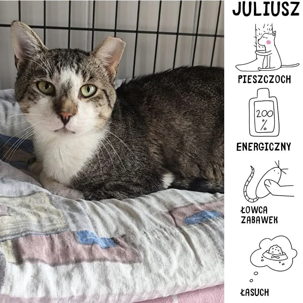 Juliusz,  Mixed Breed for adoption at Schronisko Zabrze, Zabrze