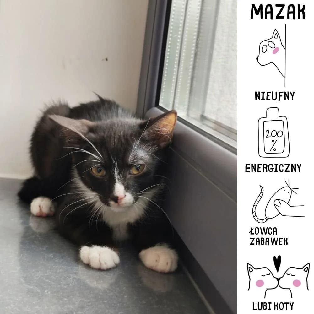 Mazak, Mixed Breed for adoption at Schronisko Zabrze, Zabrze