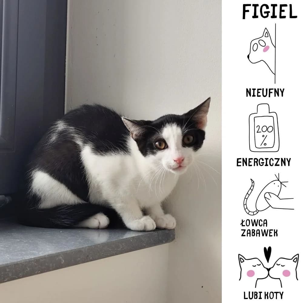 Figiel, Mixed Breed for adoption at Schronisko Zabrze, Zabrze