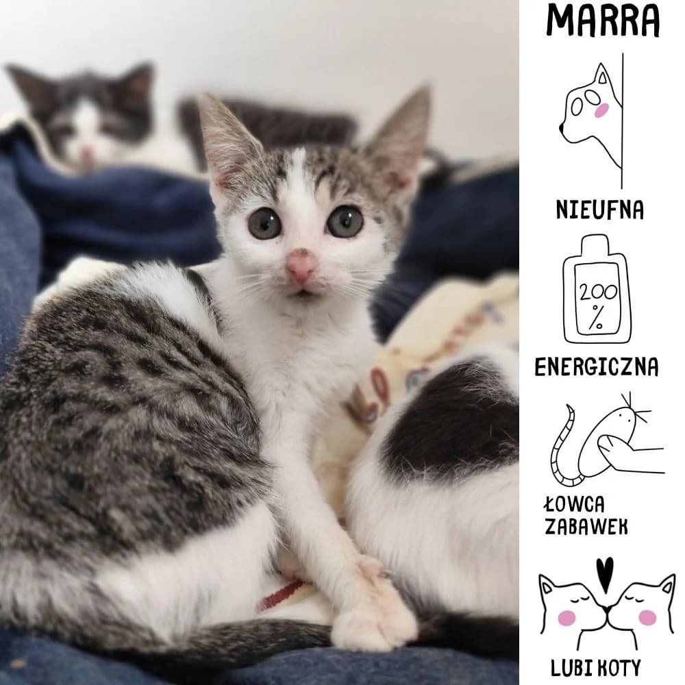 Marra, Mixed Breed for adoption at Schronisko Zabrze, Zabrze