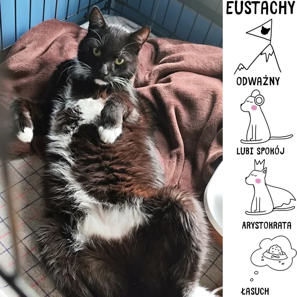 Eustachy, Mixed Breed for adoption at Schronisko Zabrze, Zabrze