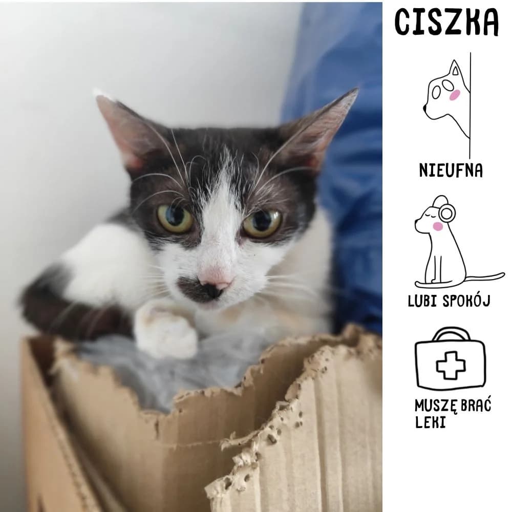 Ciszka, female Mixed Breed for adoption at Schronisko Zabrze, Zabrze