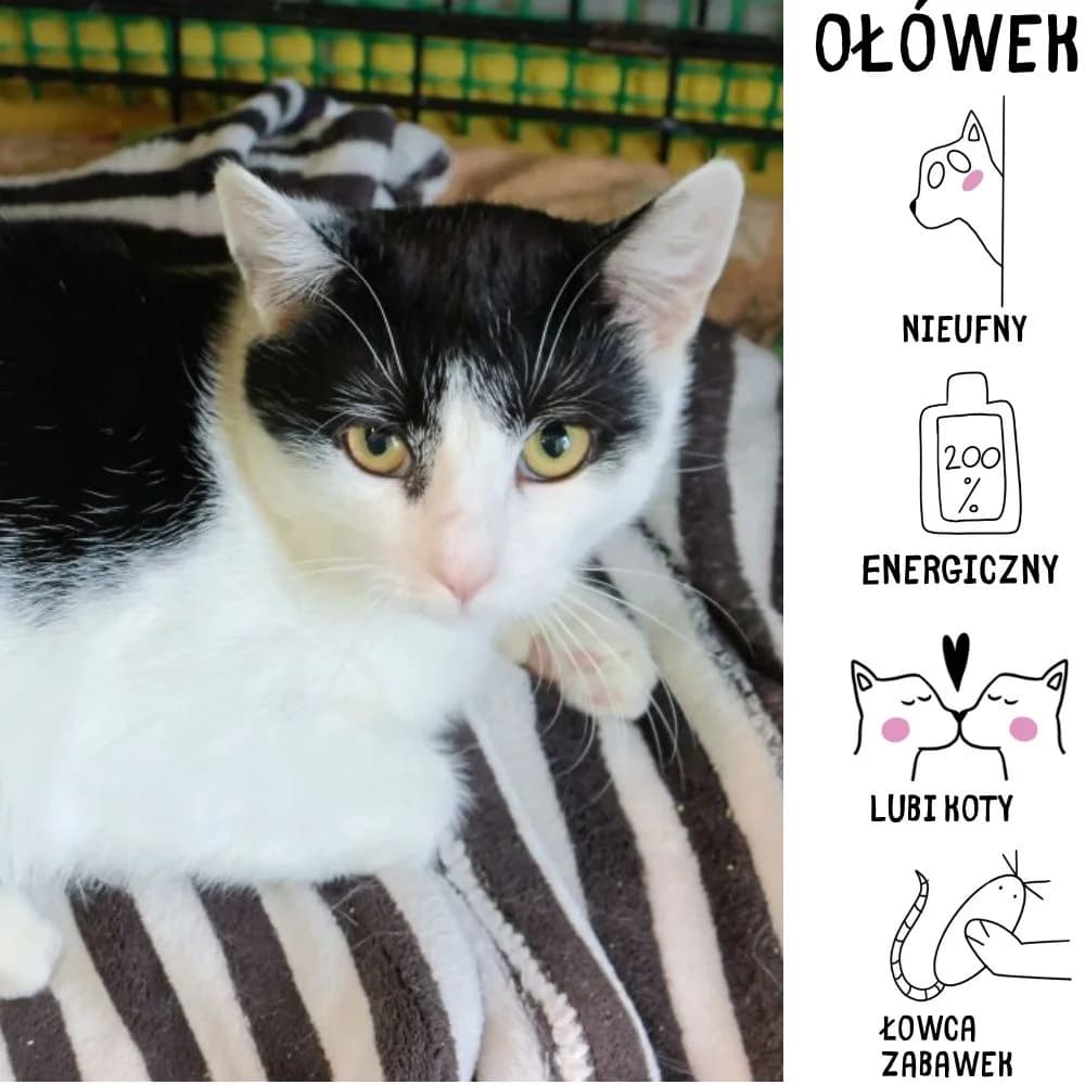Ołówek, Mixed Breed for adoption at Schronisko Zabrze, Zabrze