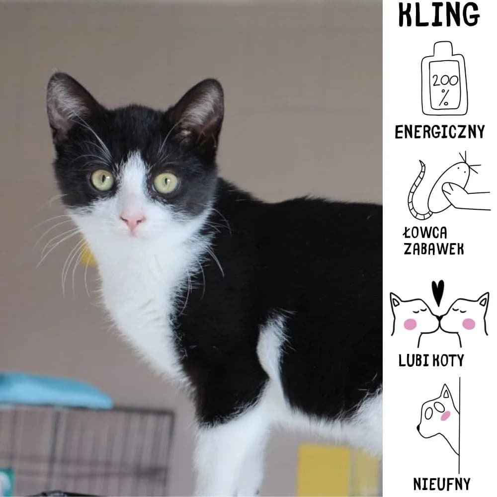 Kling, Mixed Breed for adoption at Schronisko Zabrze, Zabrze