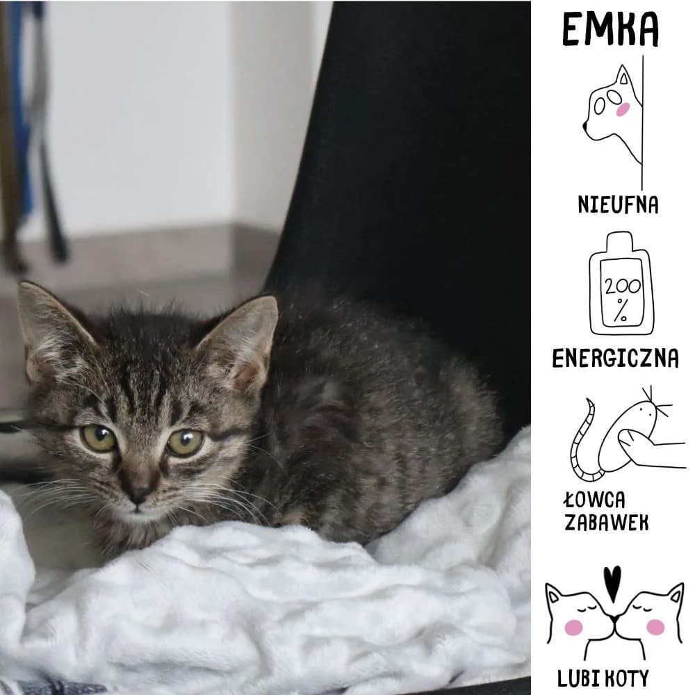 Emka, Mixed Breed for adoption at Schronisko Zabrze, Zabrze
