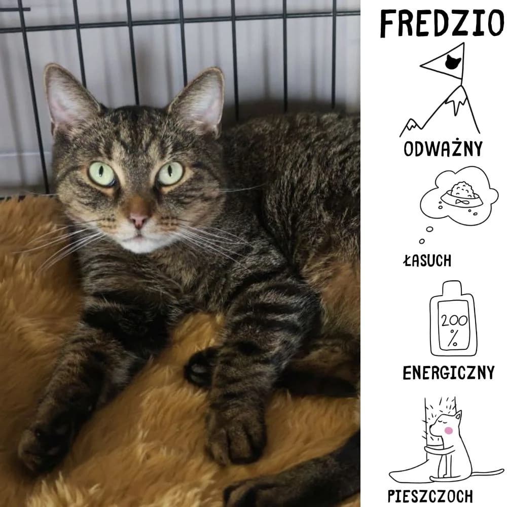 Fredzio, Mixed Breed for adoption at Schronisko Zabrze, Zabrze