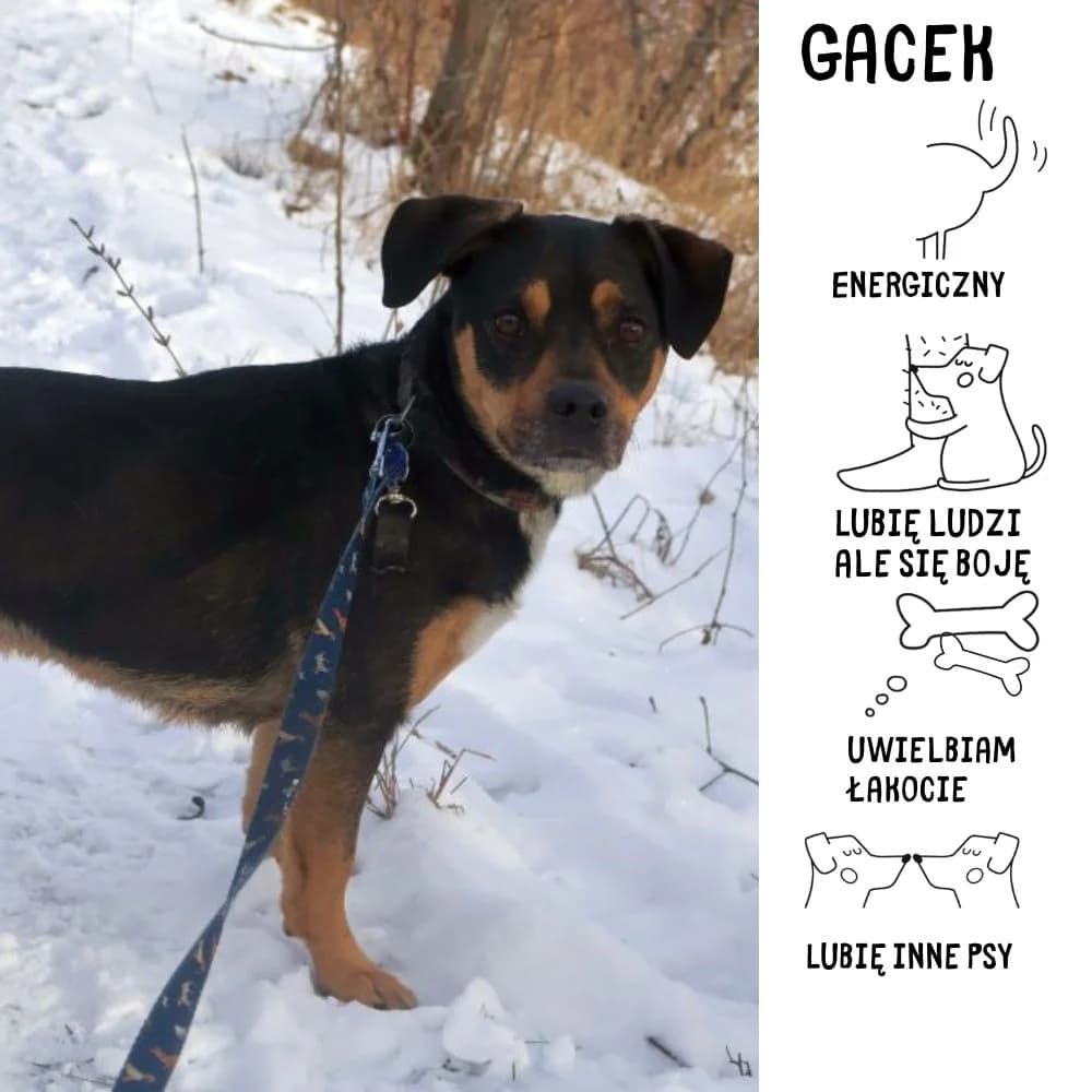 Gacek, female Mixed Breed for adoption at Schronisko Zabrze, Zabrze