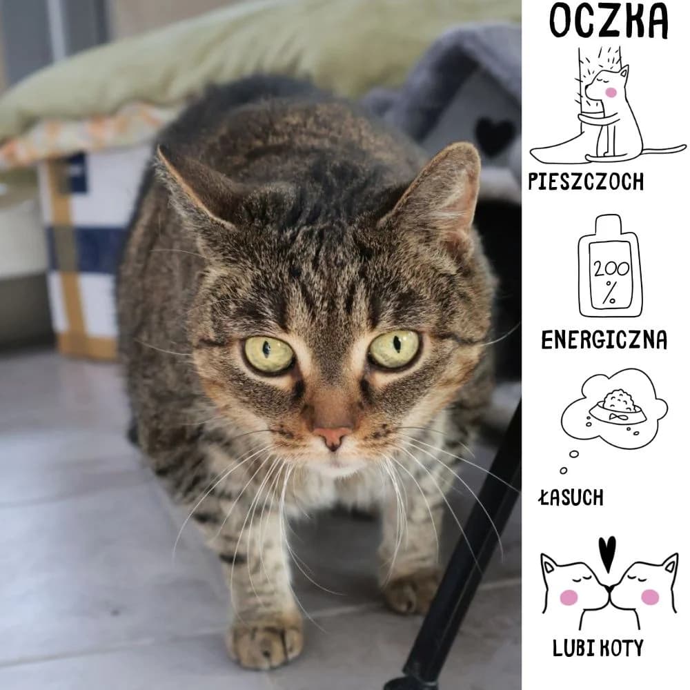 Oczka, Mixed Breed for adoption at Schronisko Zabrze, Zabrze
