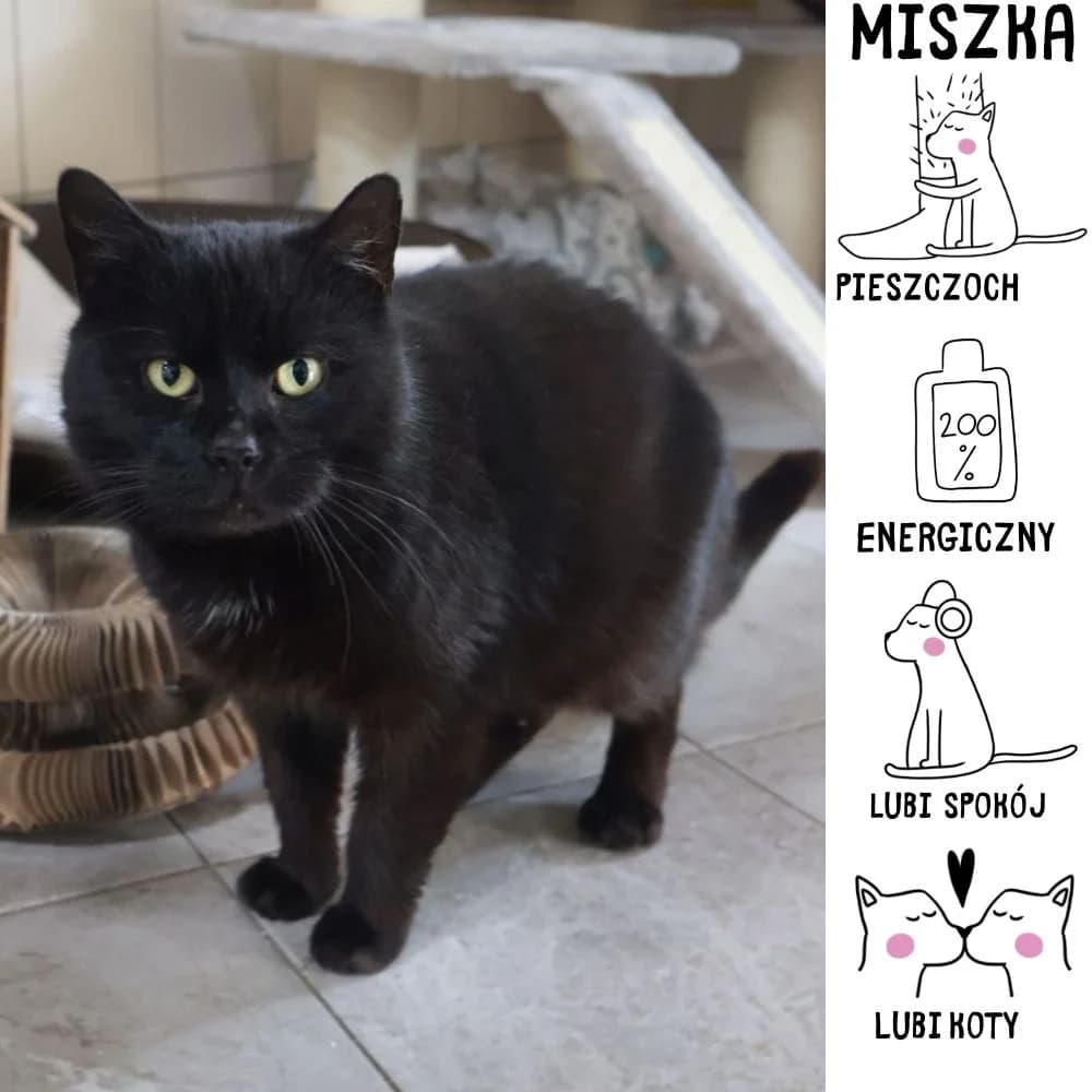 Miszka, Mixed Breed for adoption at Schronisko Zabrze, Zabrze