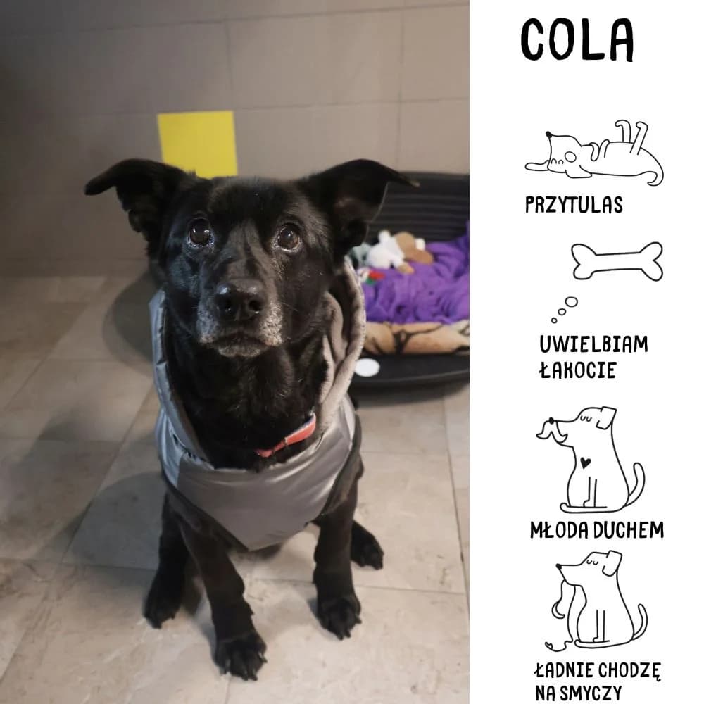 Cola, Mixed Breed for adoption at Schronisko Zabrze, Zabrze
