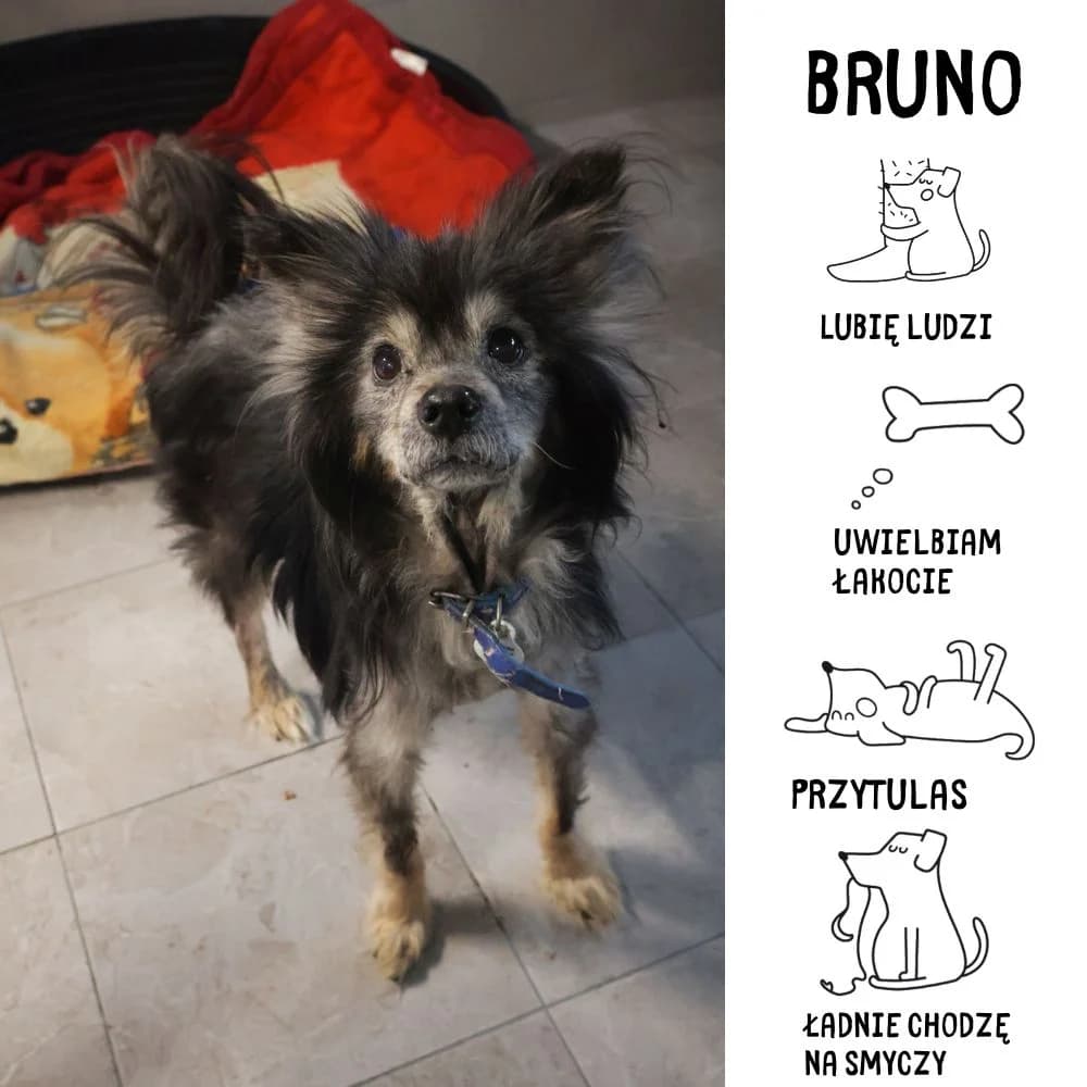 Bruno, male Mixed Breed for adoption at Schronisko Zabrze, Zabrze