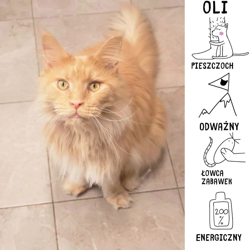Oli, Mixed Breed for adoption at Schronisko Zabrze, Zabrze