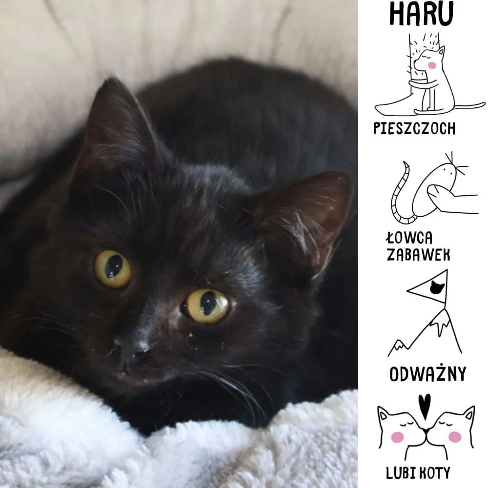 Haru, Mixed Breed for adoption at Schronisko Zabrze, Zabrze