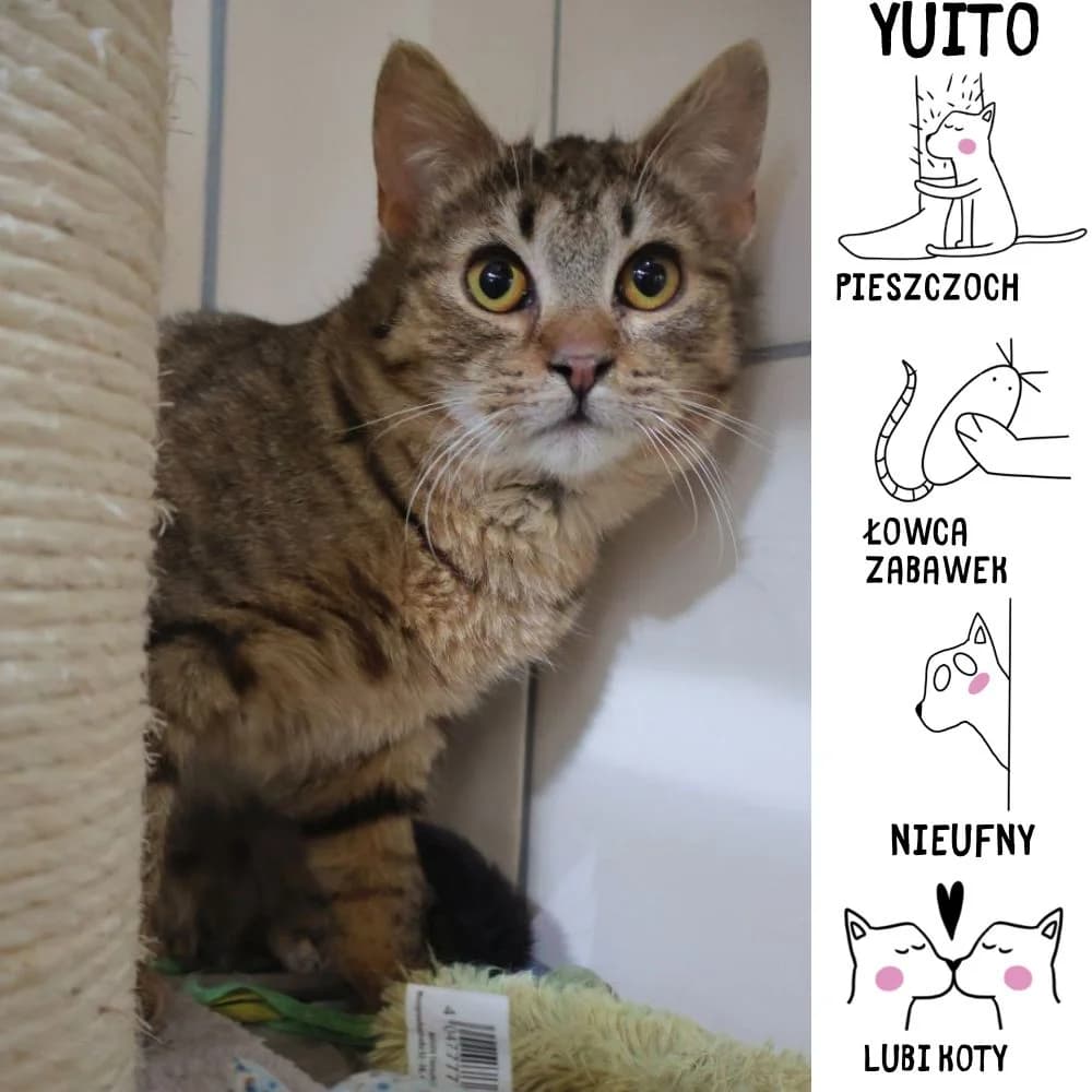 Yuito, female Mixed Breed for adoption at Schronisko Zabrze, Zabrze
