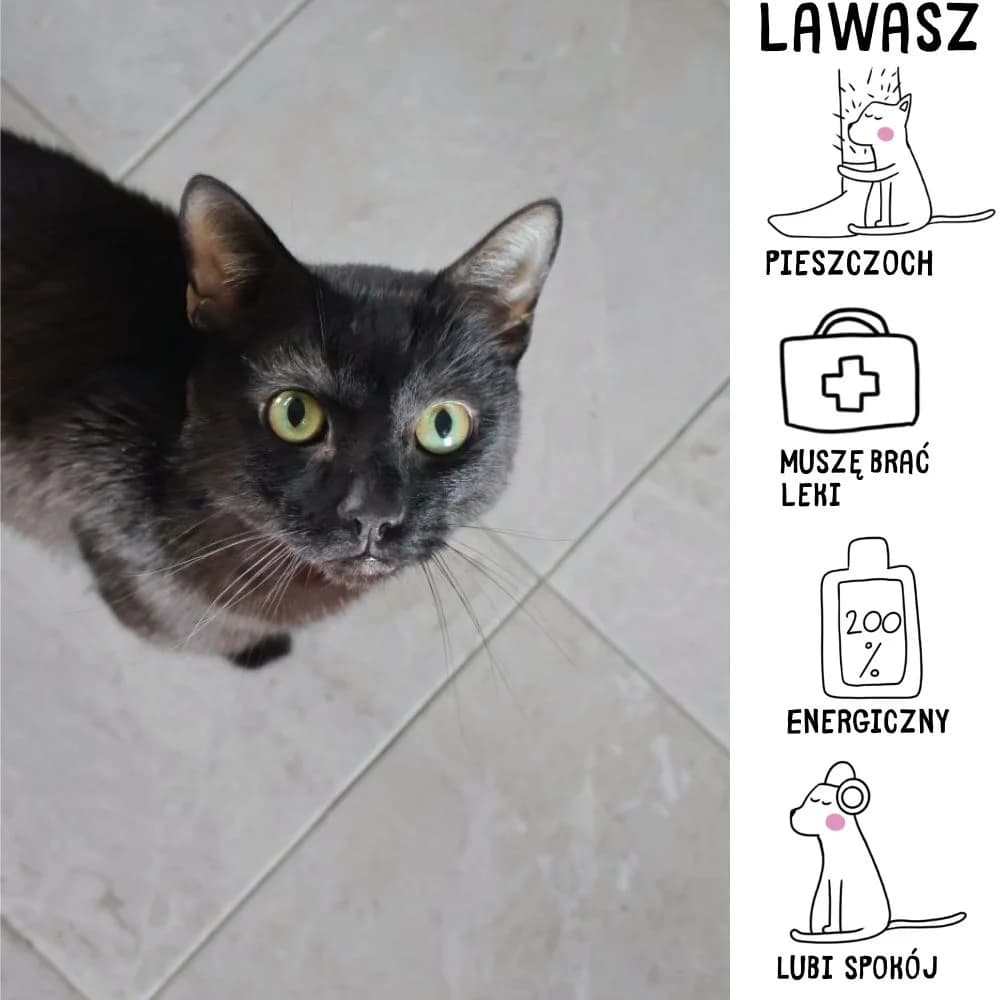 Lawasz, Mixed Breed for adoption at Schronisko Zabrze, Zabrze