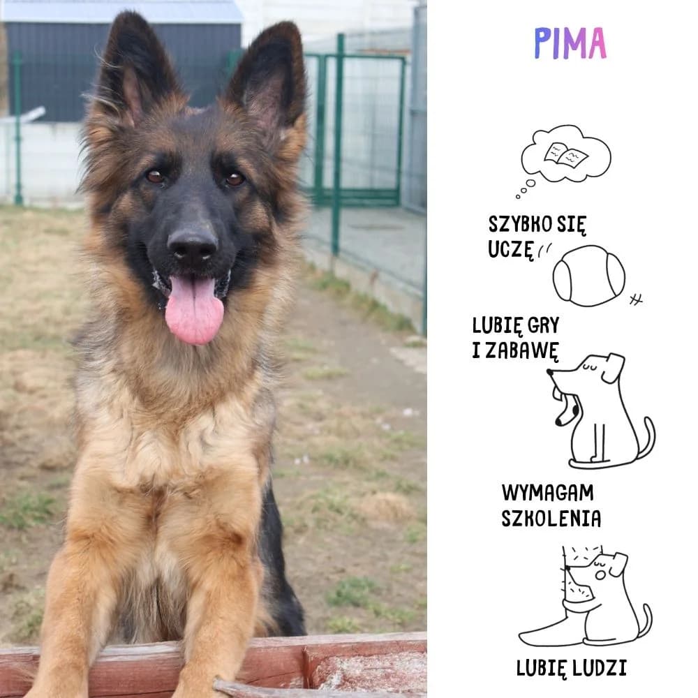 Pima, female Mixed Breed for adoption at Schronisko Zabrze, Zabrze
