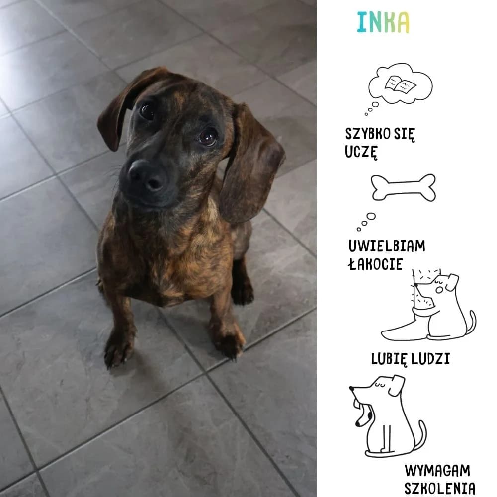 Inka, female Mixed Breed for adoption at Schronisko Zabrze, Zabrze