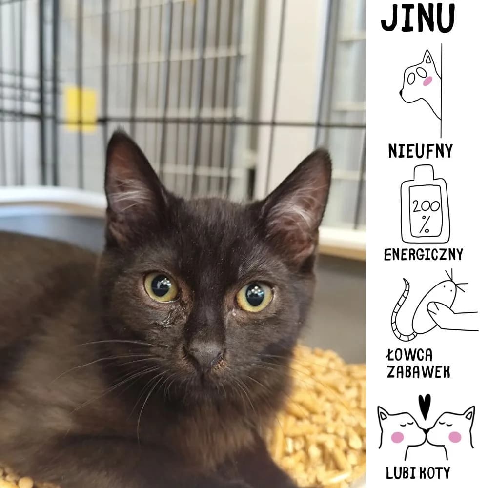 Jinu,  Mixed Breed for adoption at Schronisko Zabrze, Zabrze