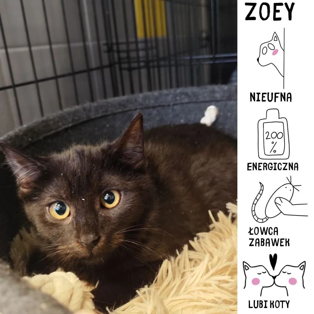 Zoey,  Mixed Breed for adoption at Schronisko Zabrze, Zabrze