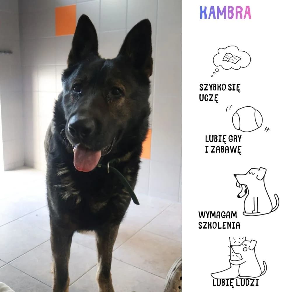 Kambra,  Mixed Breed for adoption at Schronisko Zabrze, Zabrze