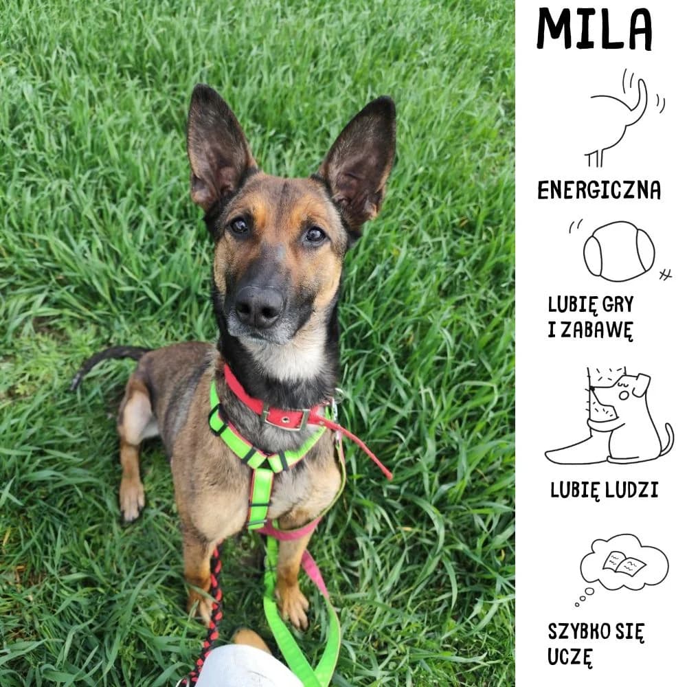 Mila, female Mixed Breed for adoption at Schronisko Zabrze, Zabrze