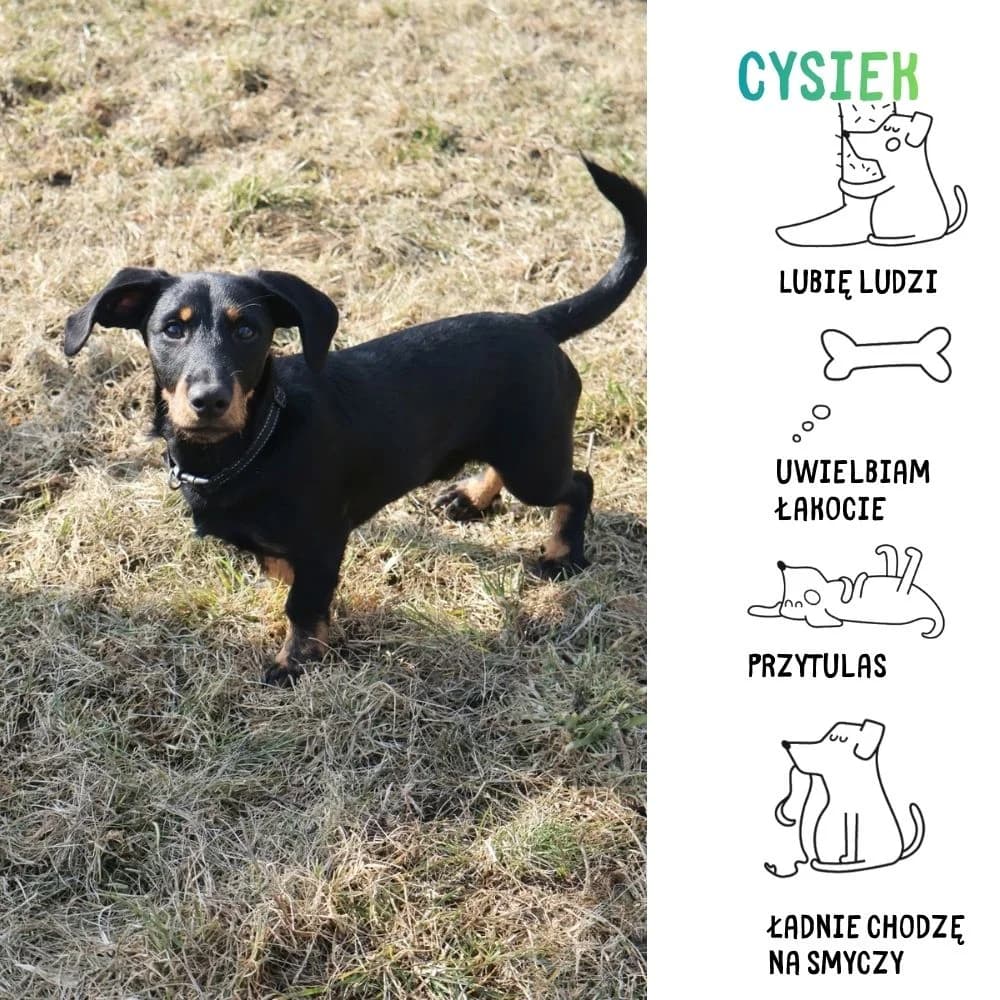 Cysiek, Mixed Breed for adoption at Schronisko Zabrze, Zabrze